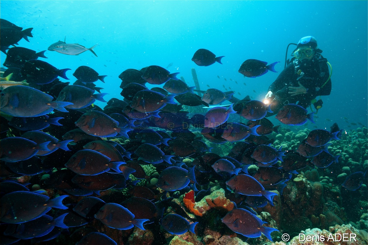 Acanthurus-coeruleus Chirurgien bleu ambiance Catherine-Bonaire Tolo-38m-20180223-Denis-ADER-DSC_7657_tn.jpg